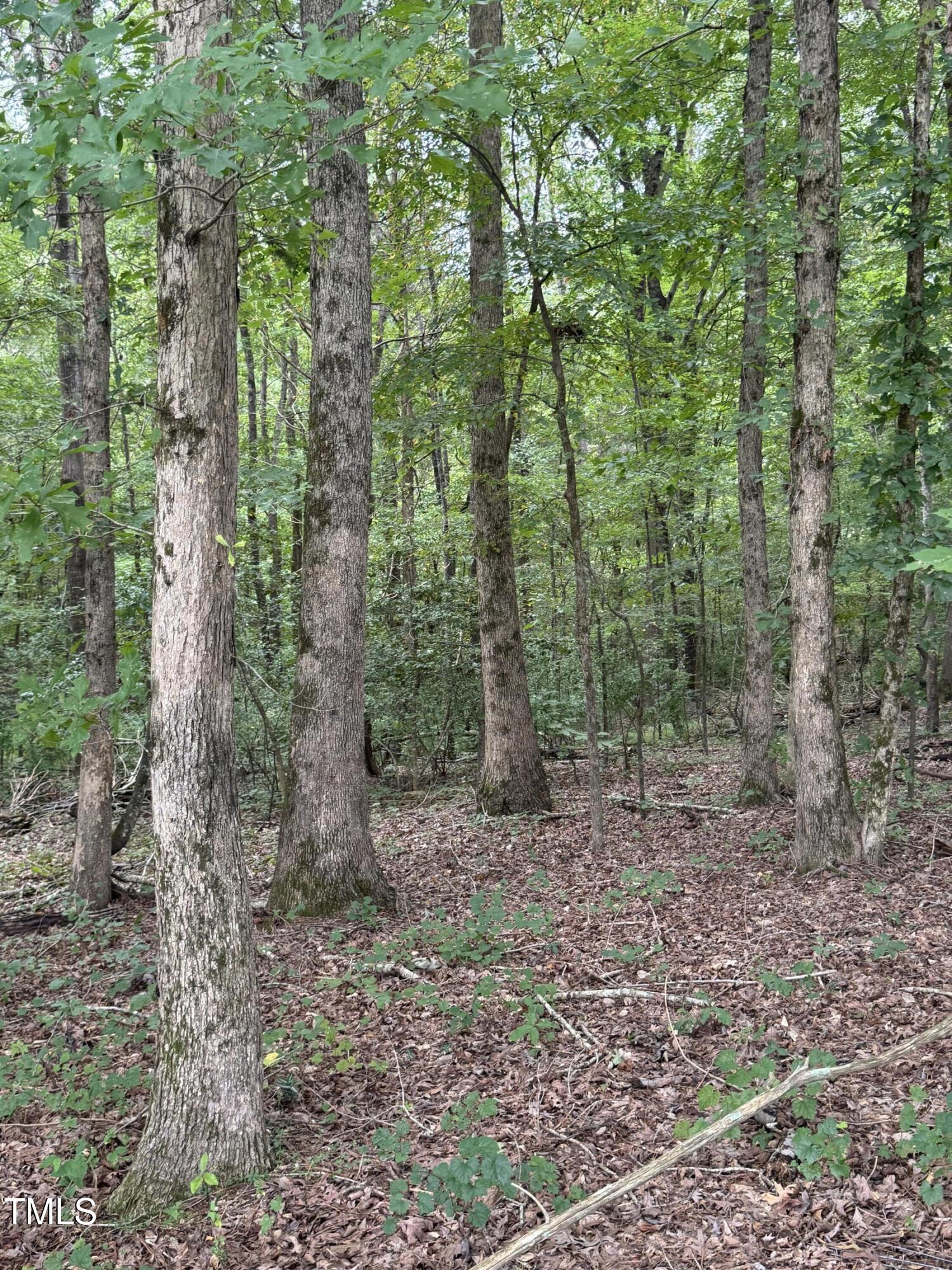 Tbd Tbd Walnut Springs Goldston, NC 27252 - Photo 8 of 28 a view of a forest that has large trees