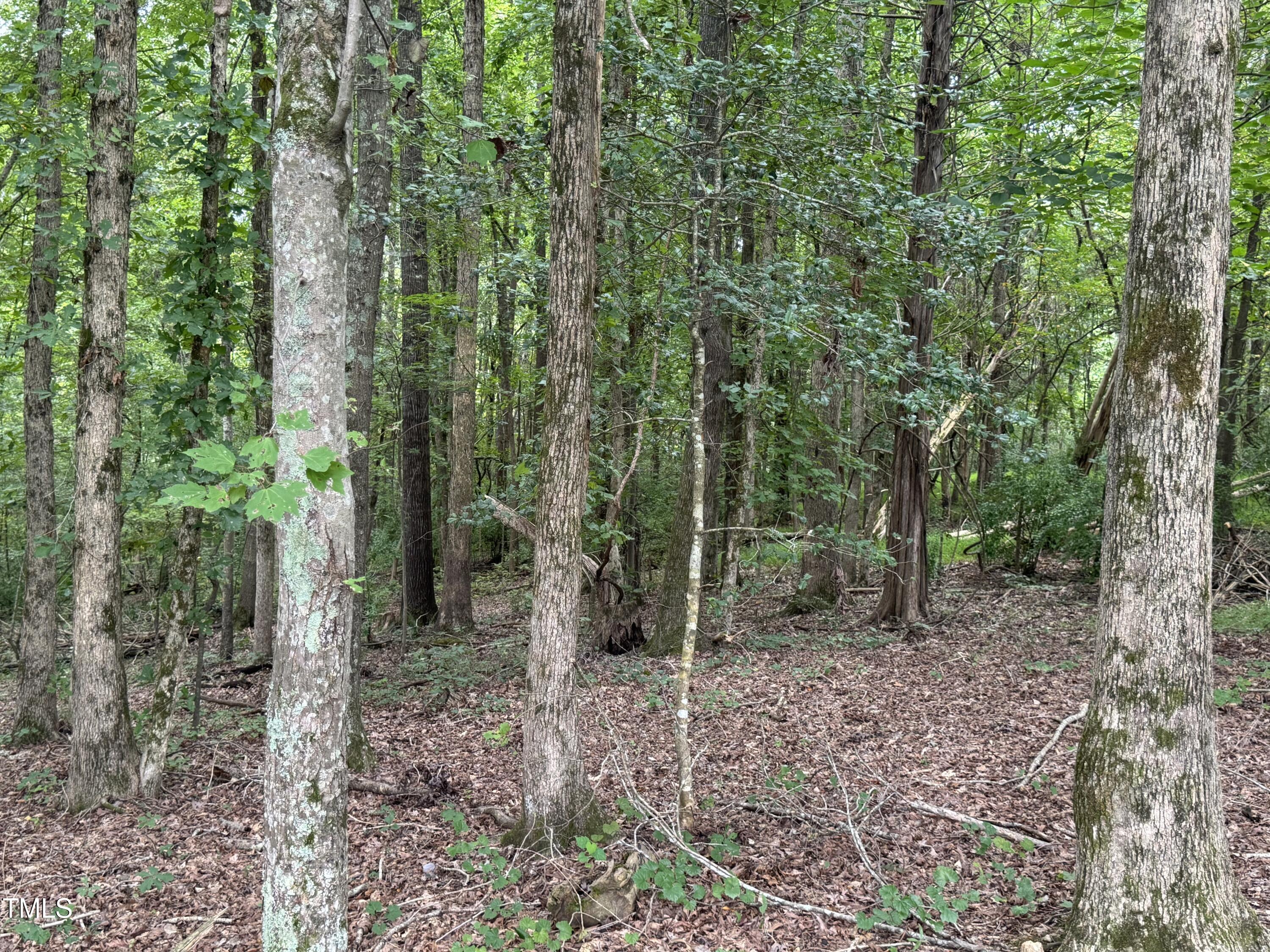 Tbd Tbd Walnut Springs Goldston, NC 27252 - Photo 9 of 28 a view of a forest that has large trees