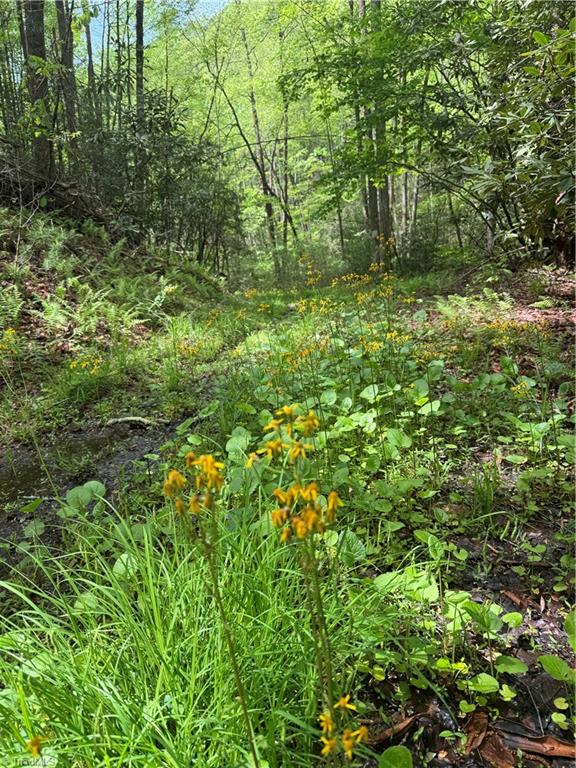 Tbd Tbd Wildcat Road Deep Gap, NC 28618 - Photo 16 of 31