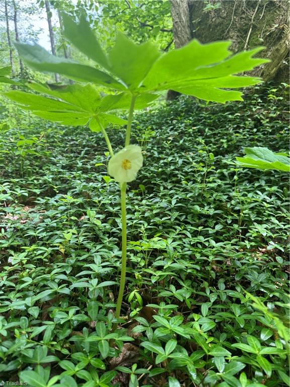 Tbd Tbd Wildcat Road Deep Gap, NC 28618 - Photo 27 of 31