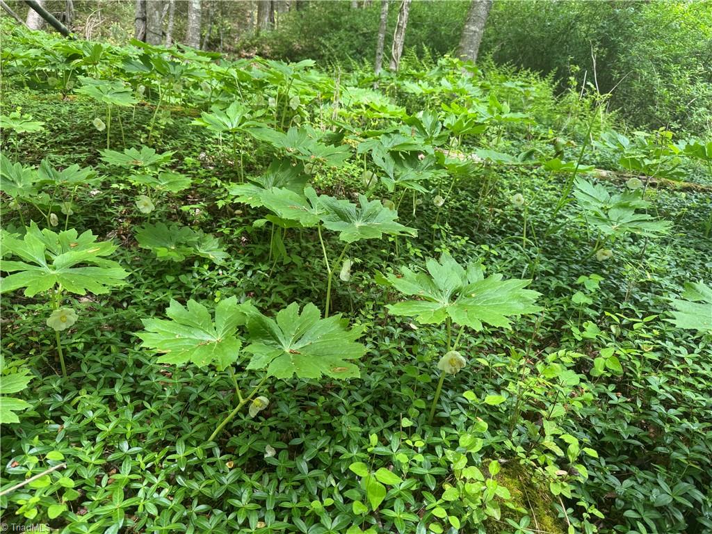 Tbd Tbd Wildcat Road Deep Gap, NC 28618 - Photo 28 of 31