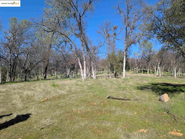 a view of yard with tree