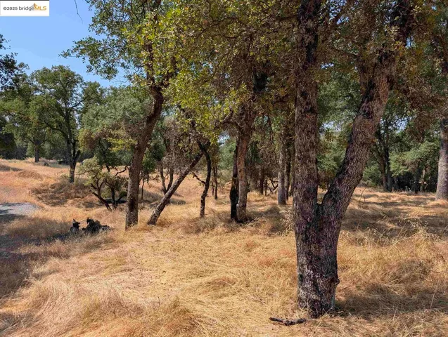 a view of a yard with a tree