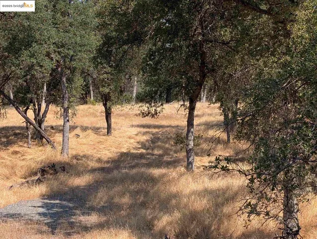 a view of a yard with a tree