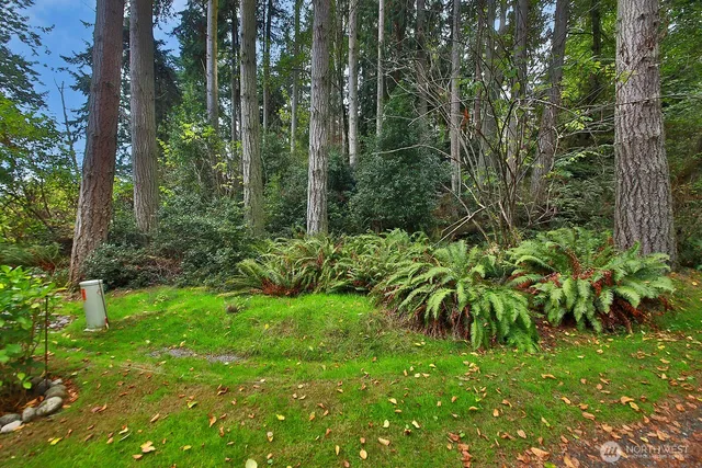 a green field with lots of trees