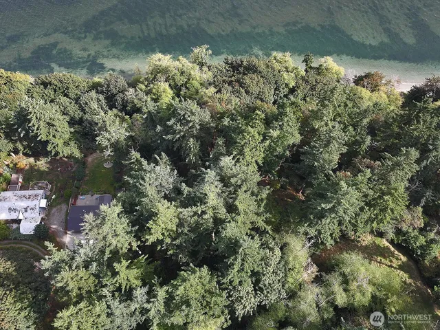 a view of a lush green forest