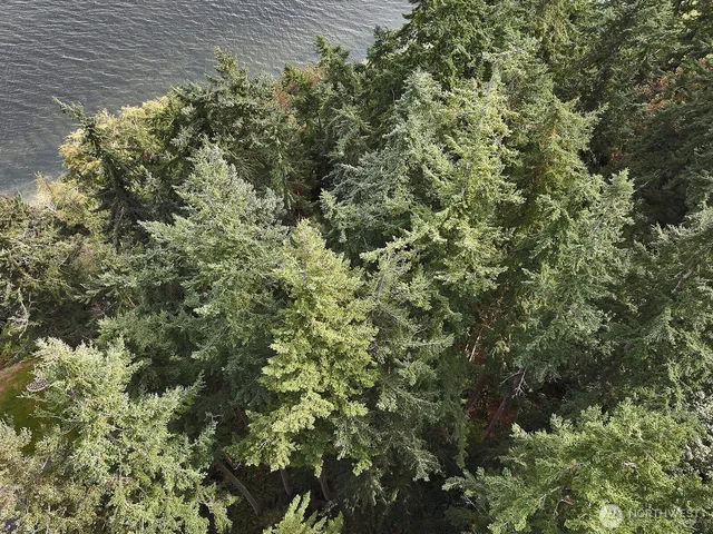 a view of a forest with lots of trees