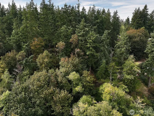 a view of a pathway both side of green forest