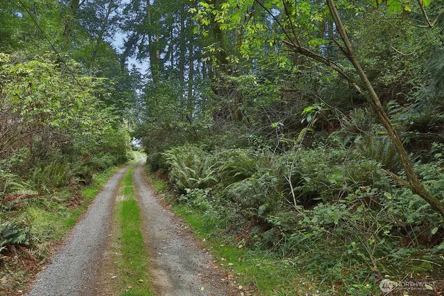 a view of a lush green forest