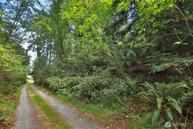 a view of a forest with a tree