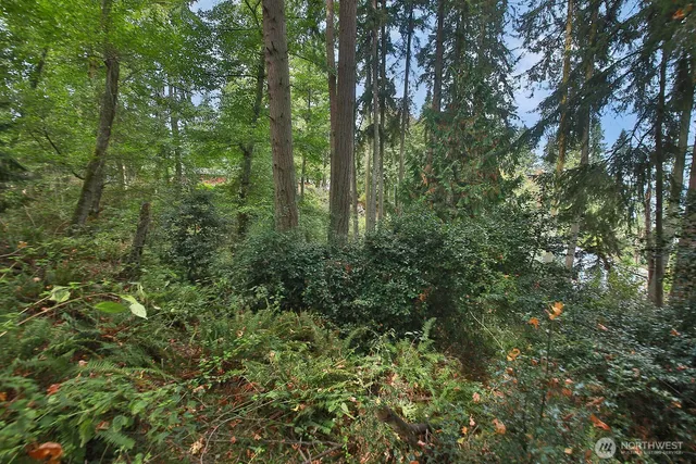 a view of a forest with a tree