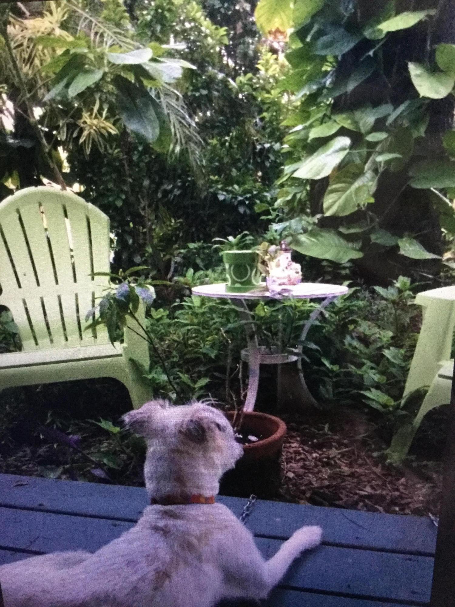 Enjoying the view