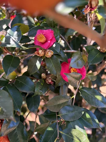 $464,900 | 2502 13th Avenue, Valley, AL 36854