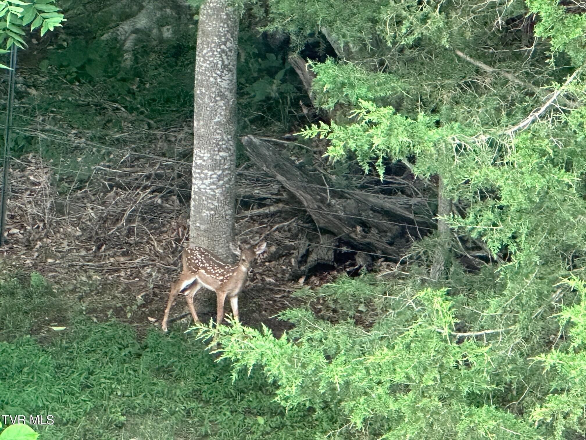 375 Middle Creek Road Afton, TN 37616 - Photo 114 of 119 Deer 05