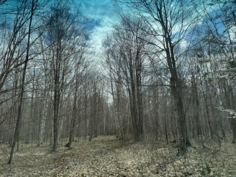 0 West Tee Lake Road Germfask, MI 49836 - Photo 4 of 29 Gallery Image 4