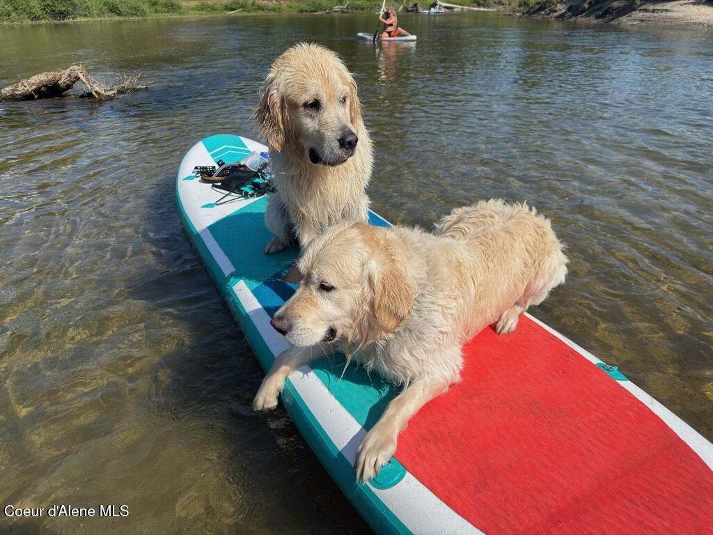 Nna Marie Victoria Court Sandpoint, ID 83864 - Photo 28 of 33 Dogs on The Pack River