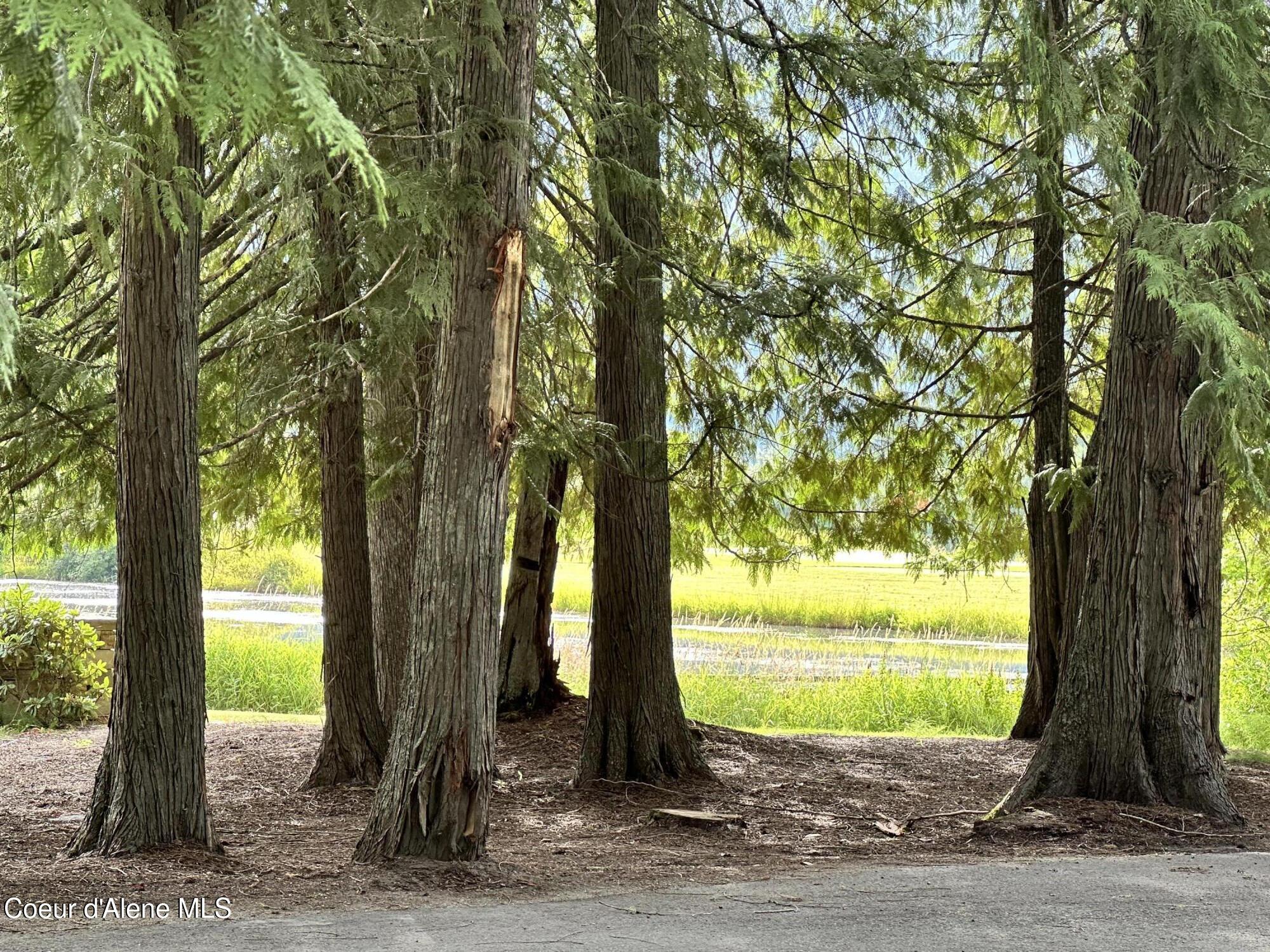 Nna Marie Victoria Court Sandpoint, ID 83864 - Photo 31 of 33 Cedar Trees in Neighborhood
