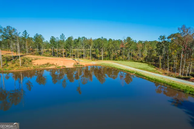 a view of a forest with a tree