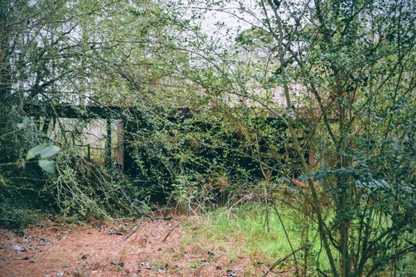 a view of a forest with lots of trees