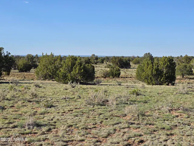 a view of a dry yard with trees in the background