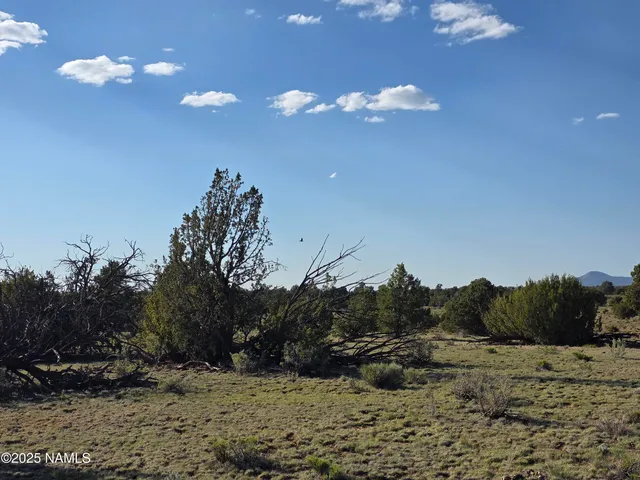 a view of a dry yard