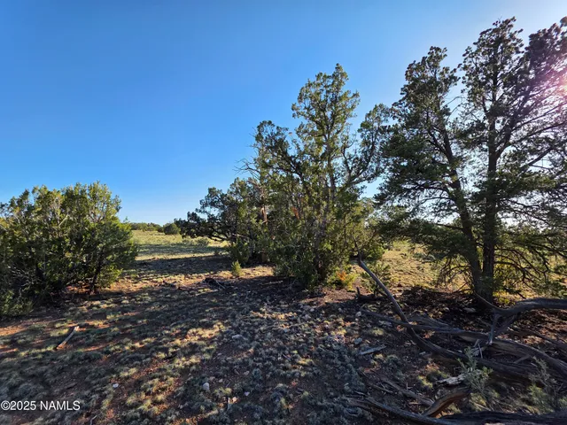 a view of a dry yard with green space