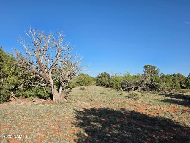 a view of a dry yard with green space