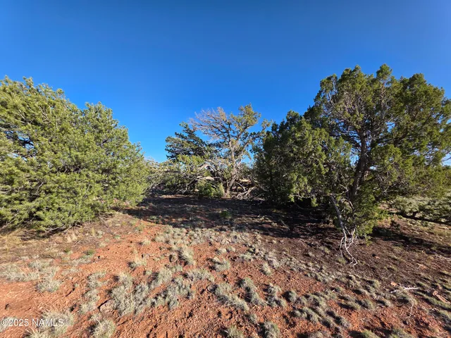 a view of a forest with a yard