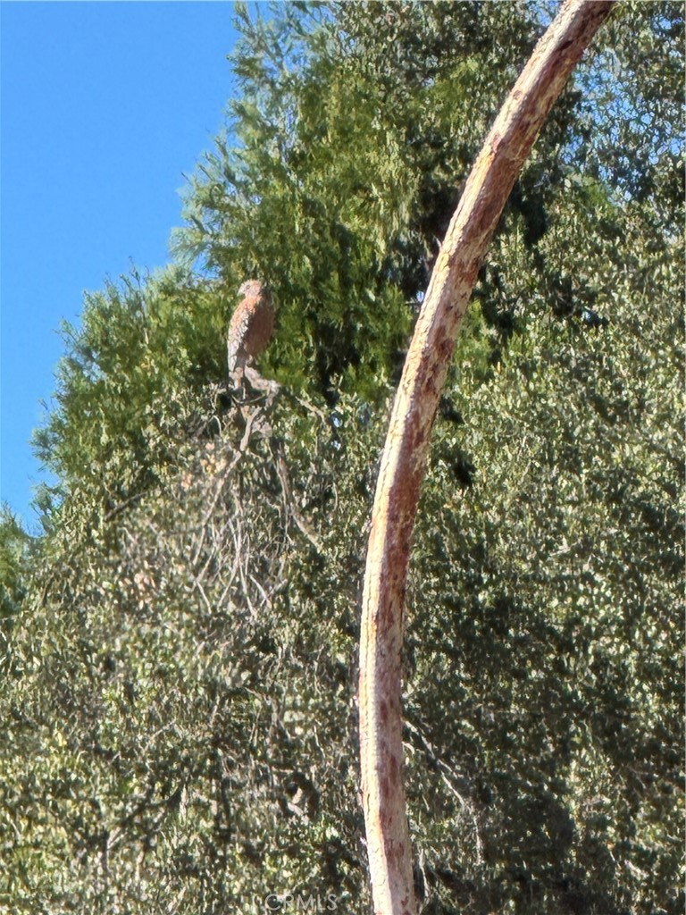 0 Arroyo Road Lake Elsinore, CA 92530 - Photo 27 of 59 a close up of a tree in a yard