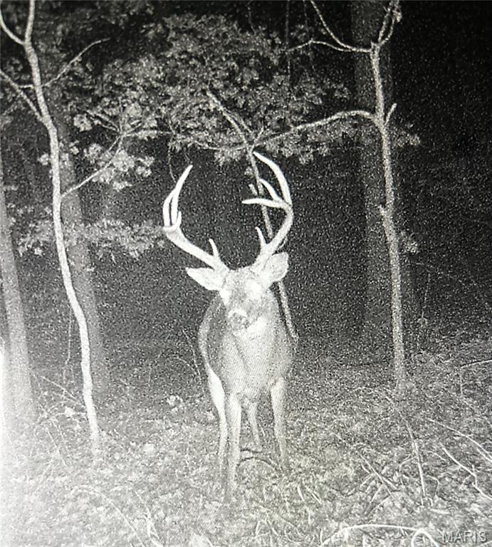 5065 Fox Bridge Road Wildwood, MO 63069 - Photo 57 of 63