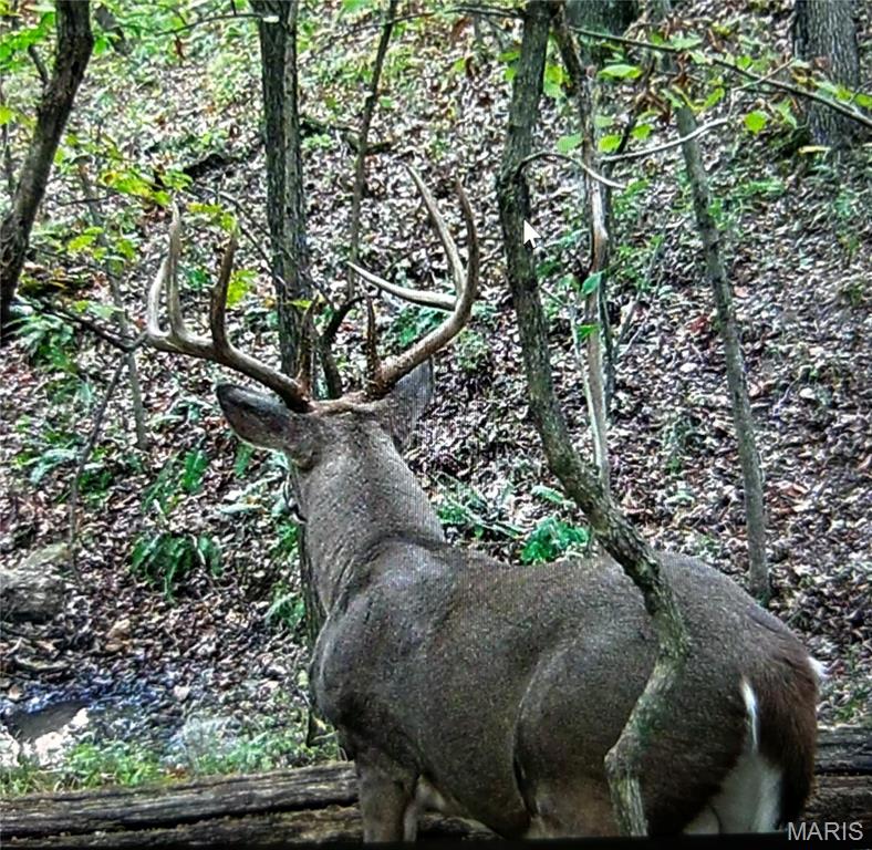 5065 Fox Bridge Road Wildwood, MO 63069 - Photo 58 of 63