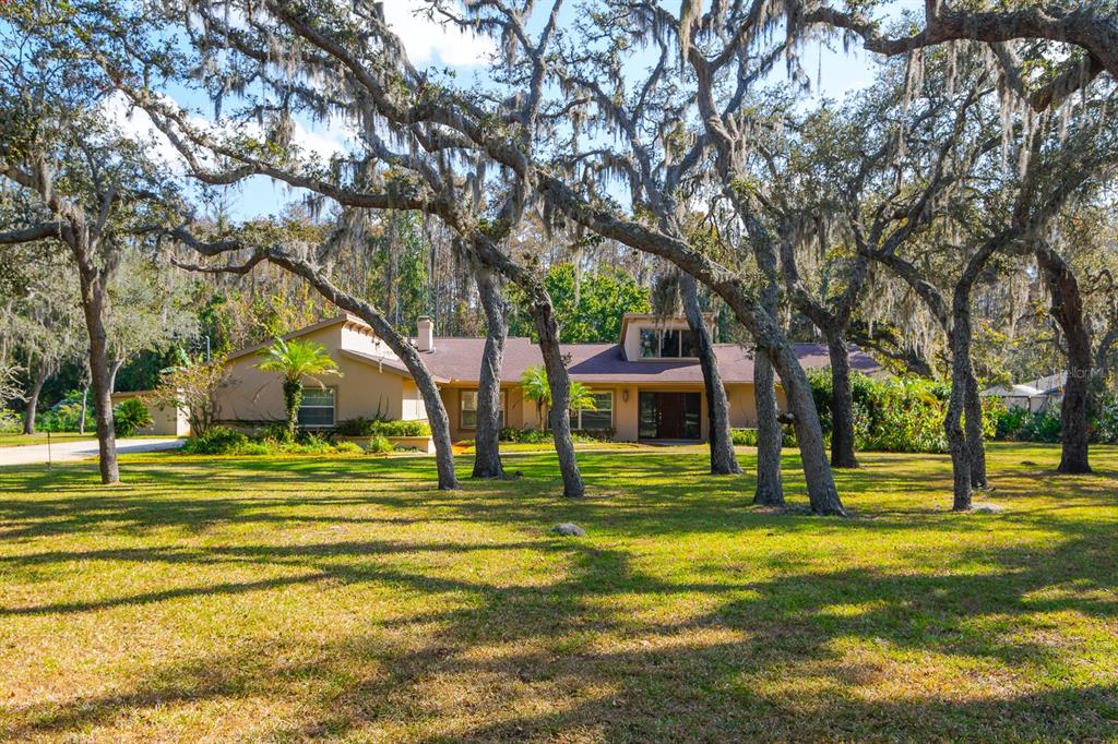 10206 Lakeview Drive New Port Richey, FL 34654 - Photo 47 of 53 a big yard with trees and plants
