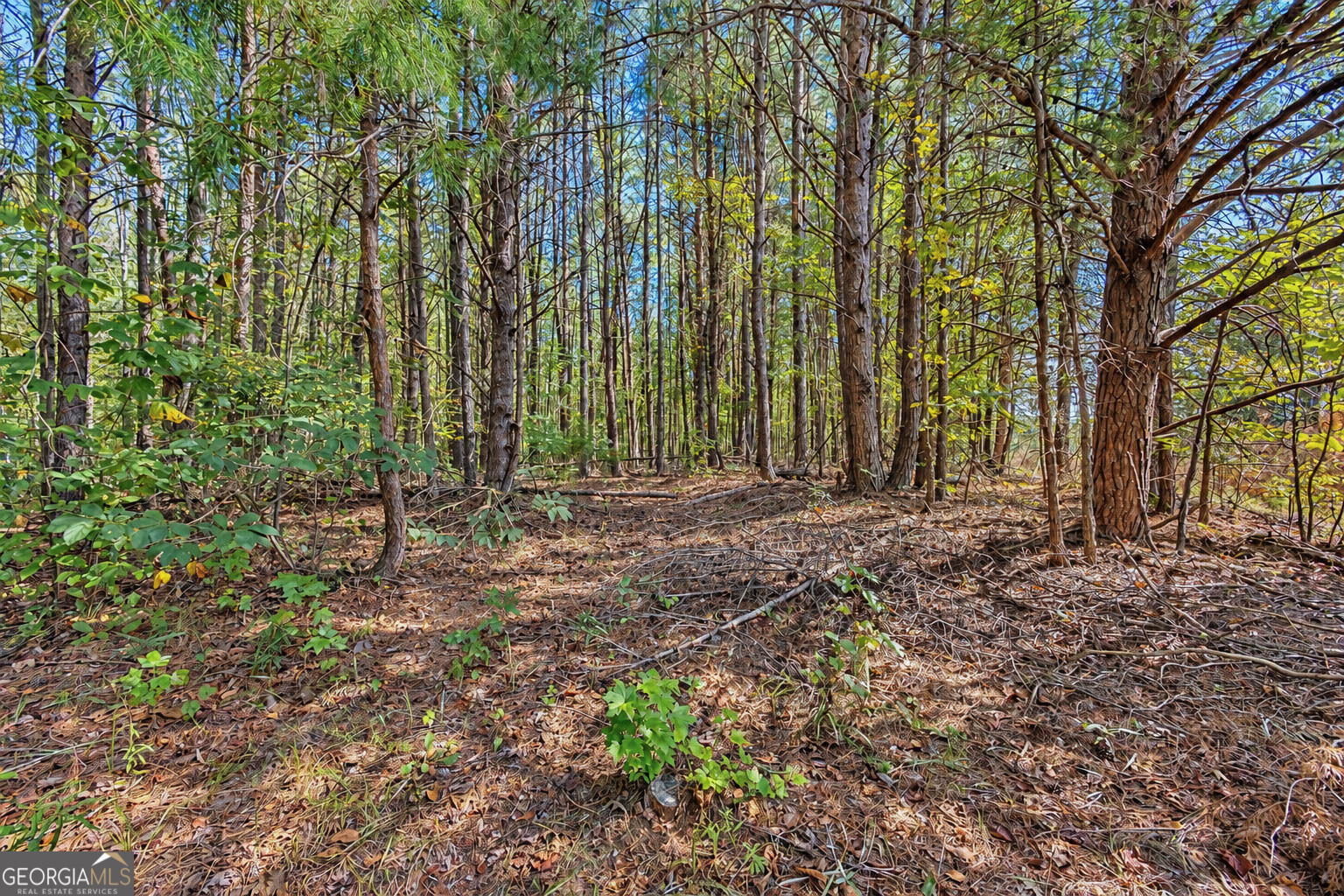 1 Lees Bridge Road Delta, AL 36258 - Photo 14 of 23 Gallery Image 14