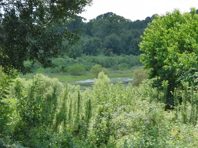 a view of a lush green forest with trees and a houses