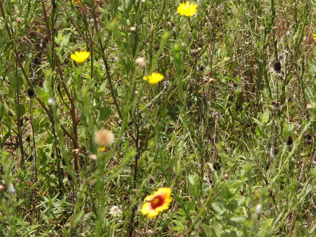 a view of a tree in a yard