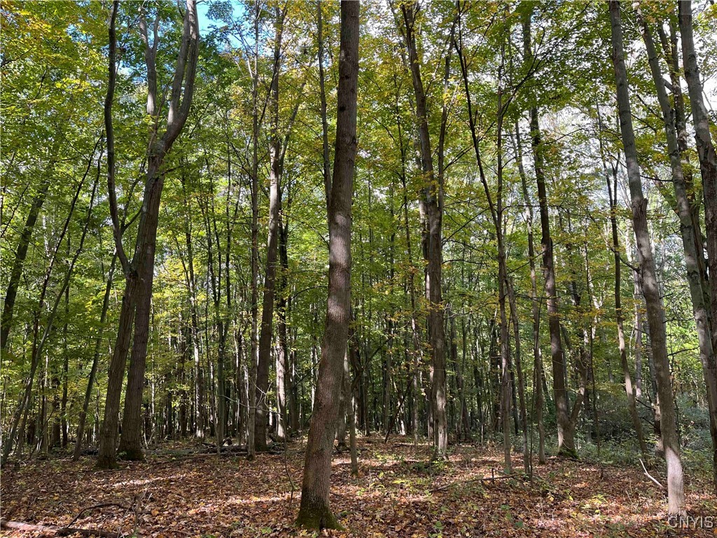 0 East Swamp Road Conesus, NY 14435 - Photo 12 of 23