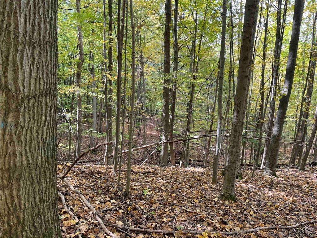 0 East Swamp Road Conesus, NY 14435 - Photo 19 of 23