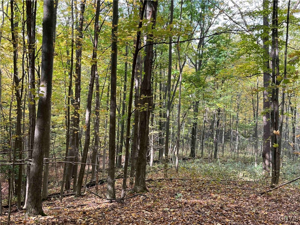 0 East Swamp Road Conesus, NY 14435 - Photo 5 of 23