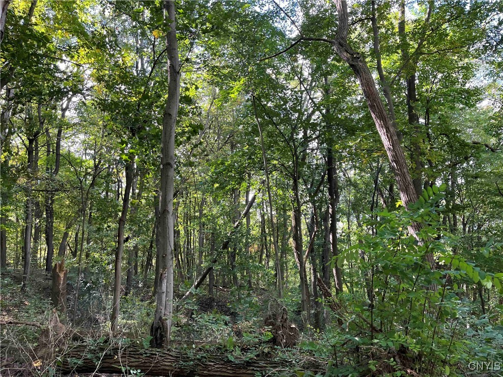 0 East Swamp Road Conesus, NY 14435 - Photo 8 of 23