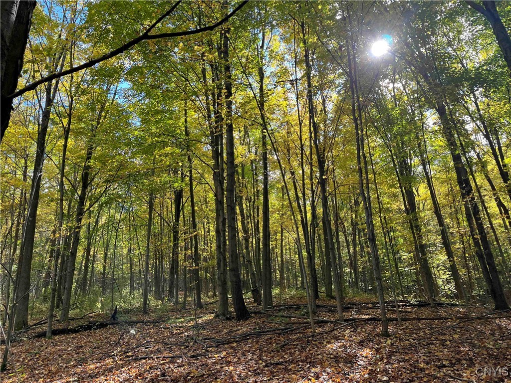 0 East Swamp Road Conesus, NY 14435 - Photo 10 of 23