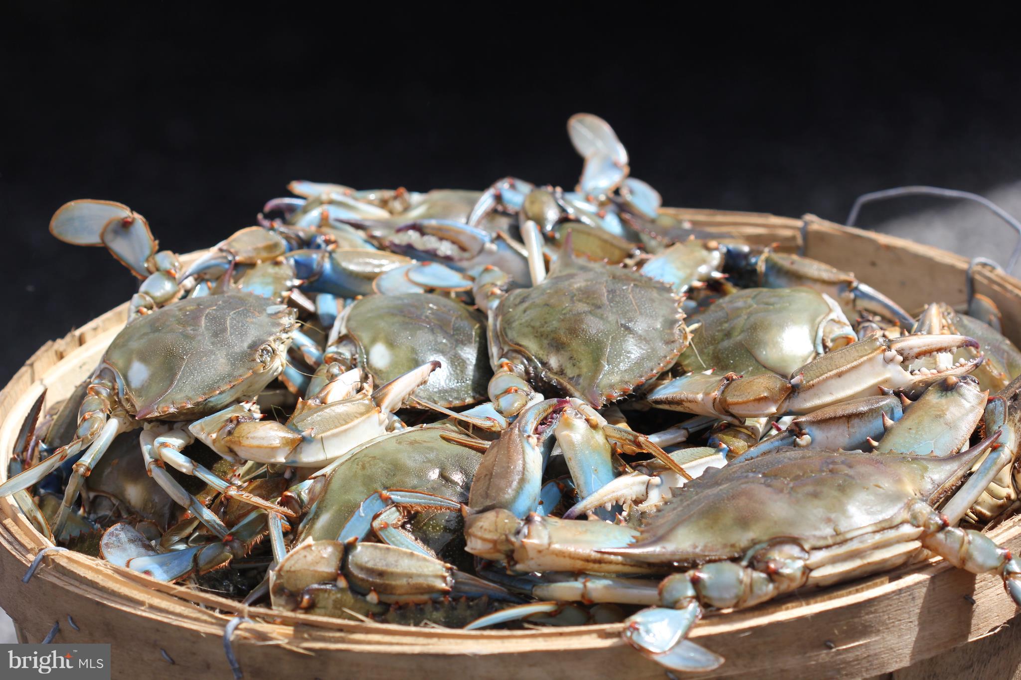 502 Epping Forest Road Annapolis, MD 21401 - Photo 62 of 76 Home of the crabs!
