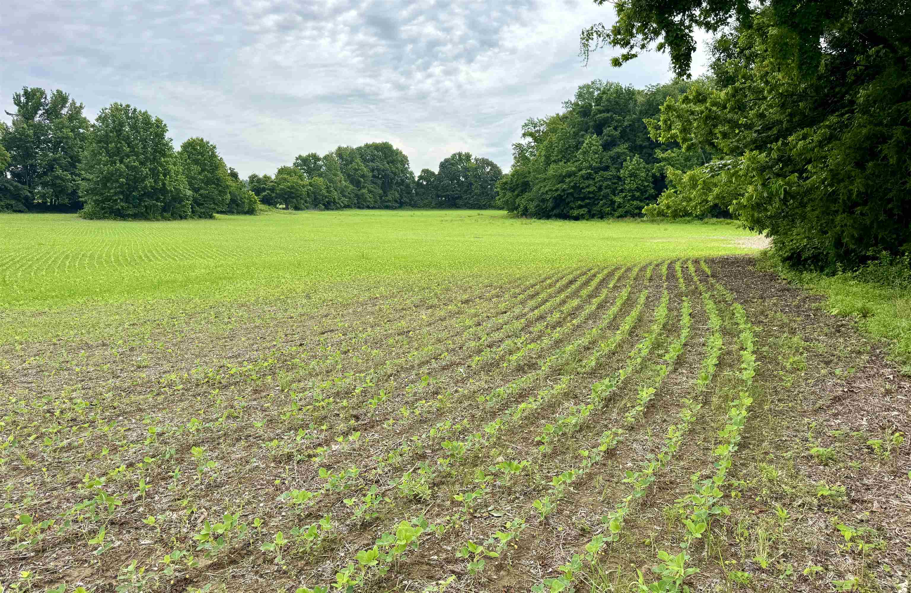 1150 Willie Paris Road Ripley, TN 38063 - Photo 23 of 27