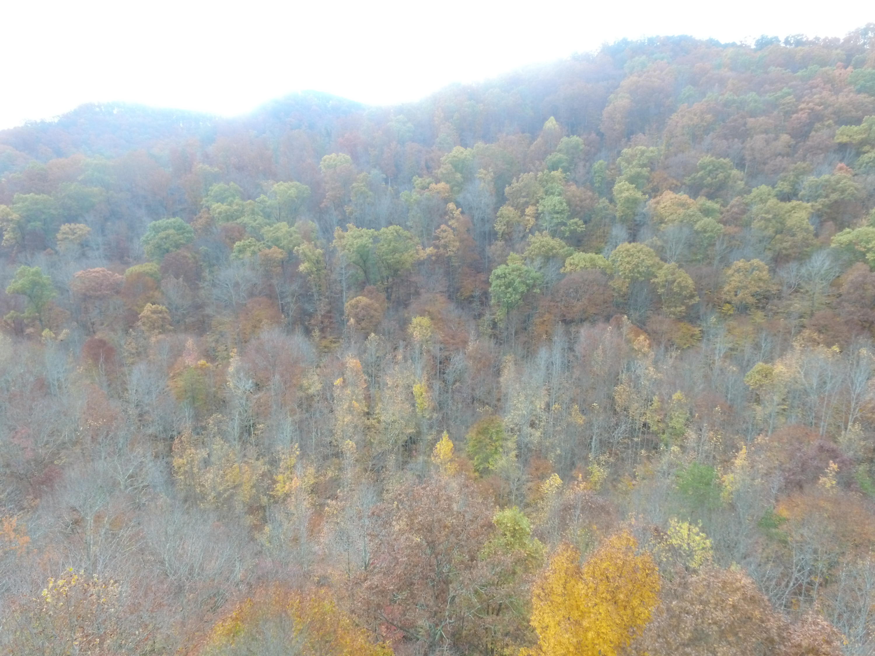 Lot 4 Steve Brown Road Bean Station, TN 37708 - Photo 11 of 15 DJI_0068