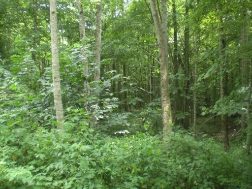 Lot 4 Steve Brown Road Bean Station, TN 37708 - Photo 12 of 15 Additional Photo
