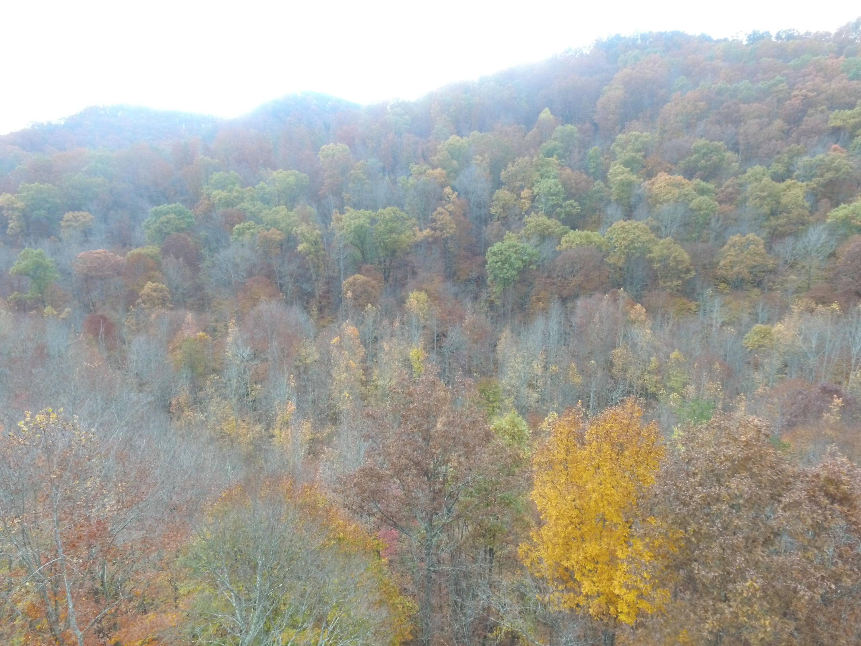 Lot 4 Steve Brown Road Bean Station, TN 37708 - Photo 13 of 15 DJI_0069