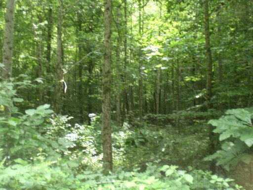 Lot 4 Steve Brown Road Bean Station, TN 37708 - Photo 8 of 15 Additional Photo