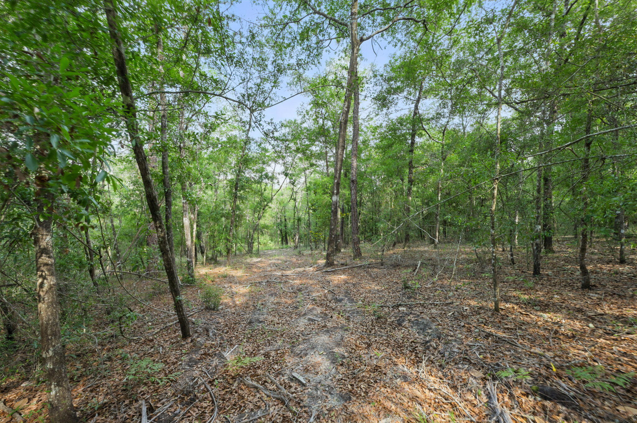 134 Deer Valley Road DeFuniak Springs, FL 32433 - Photo 74 of 82 a view of a forest with trees in the background