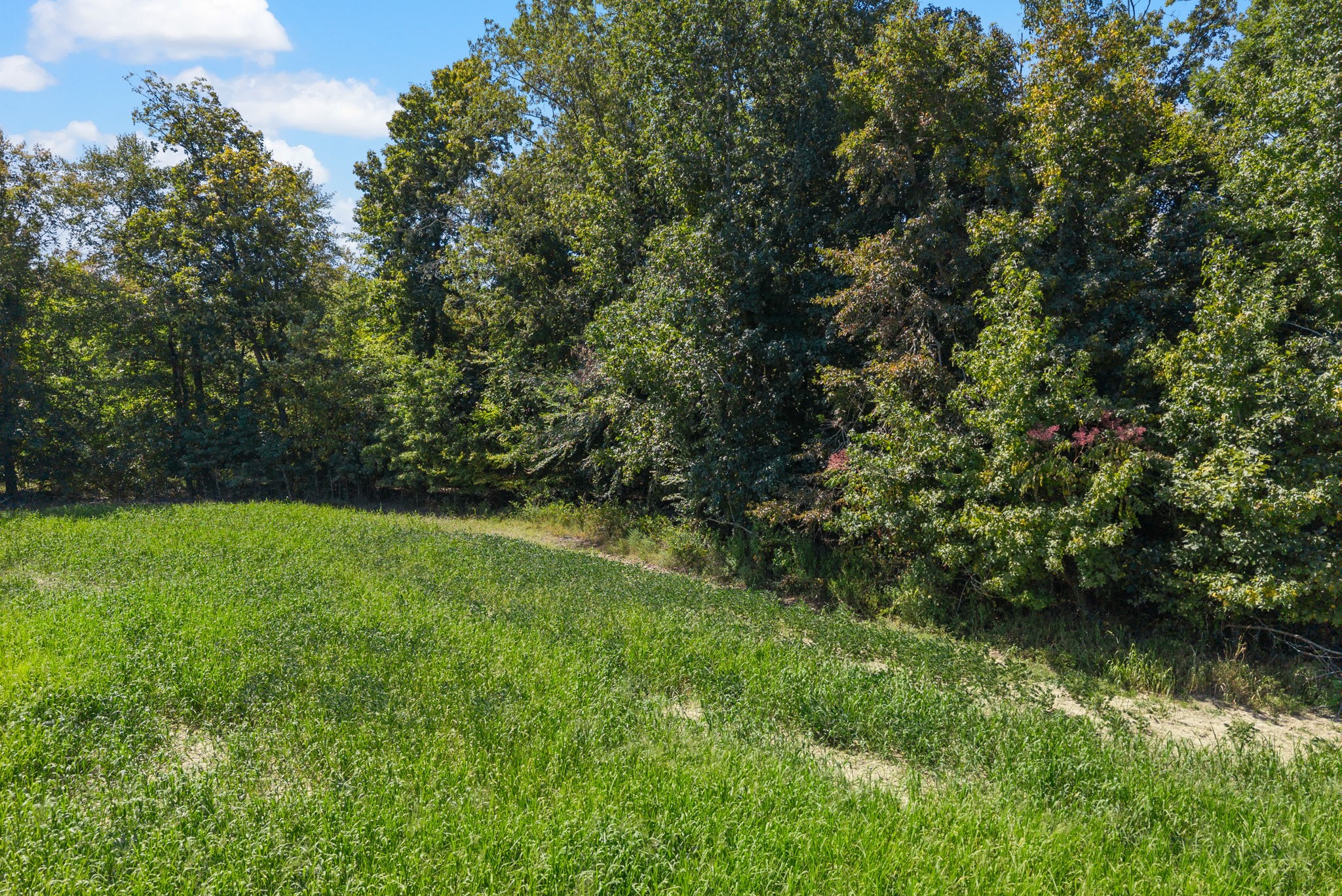 8127 Pleasant Hill Road Cross Plains, TN 37049 - Photo 10 of 24 a view of outdoor space and yard