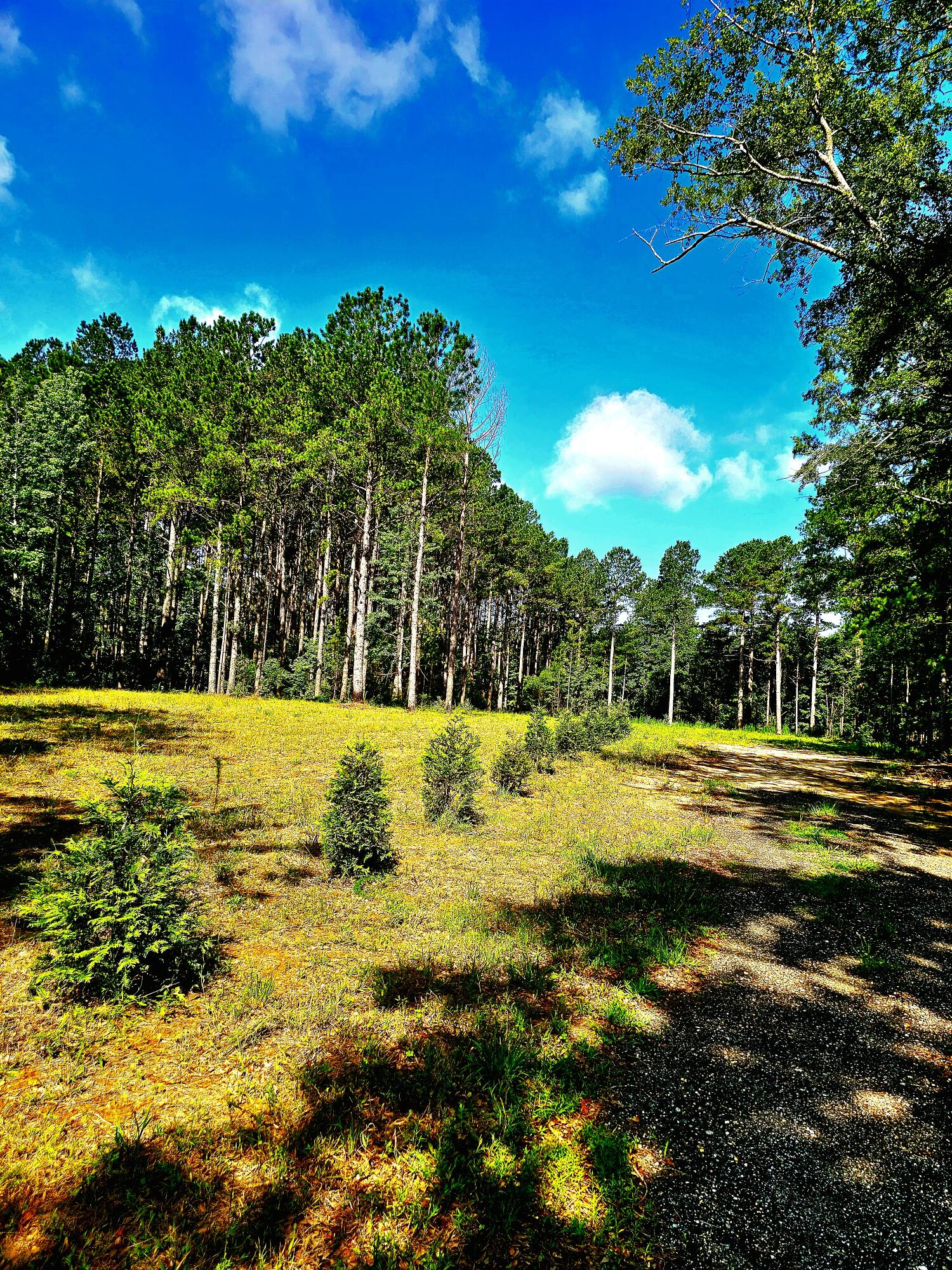 1652 Ashland Road McBee, SC 29101 - Photo 7 of 28 Country wooded setting