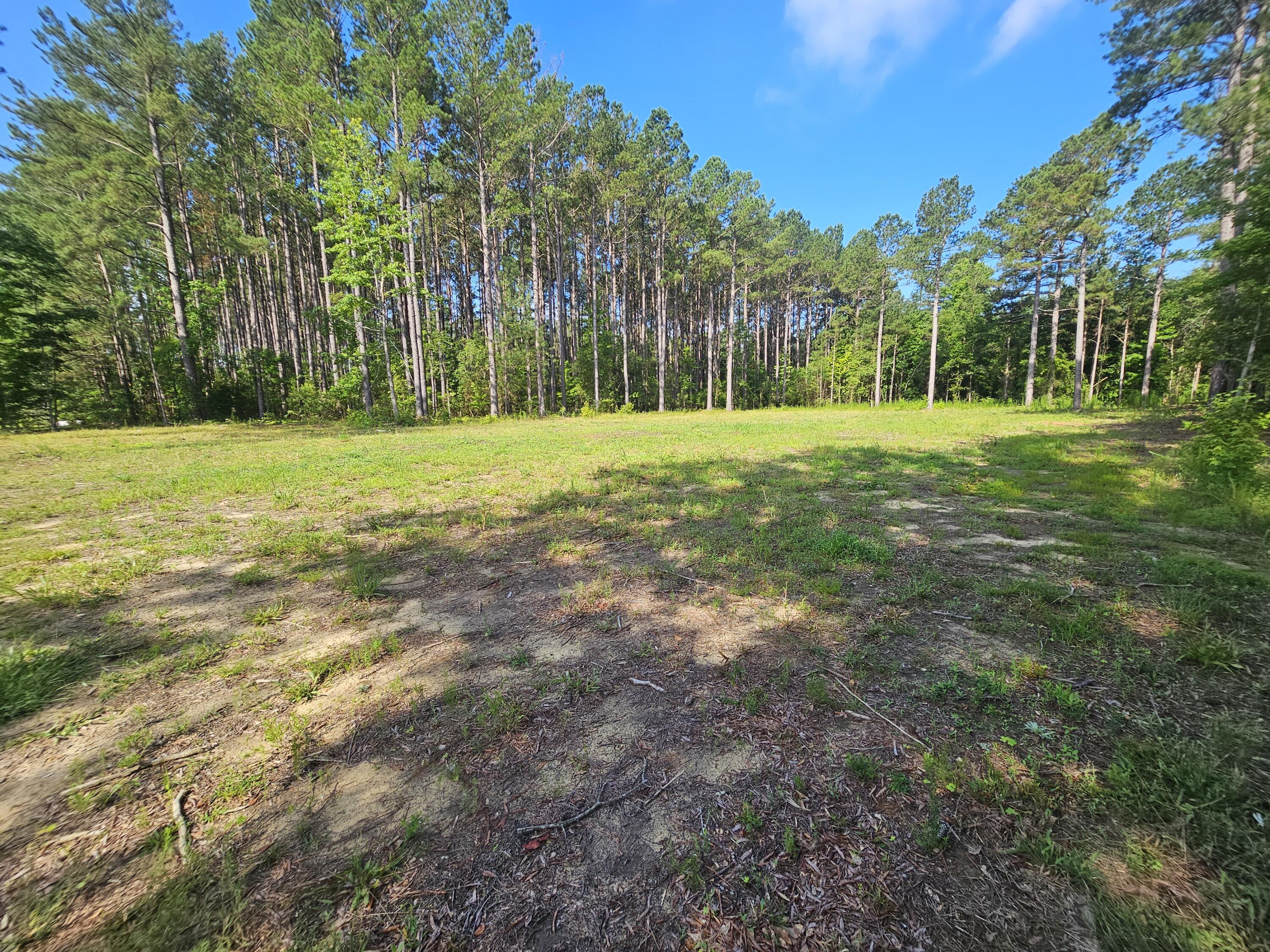 1652 Ashland Road McBee, SC 29101 - Photo 9 of 28 Wooded lot